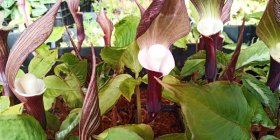 Arisaema sikokianum Shikoku tulivõhk